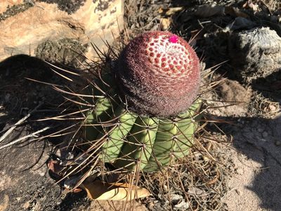 Melocactus ernestii, photographed by vitordematos12
