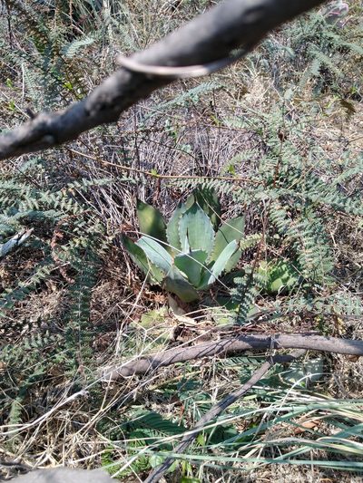 Agave inaequidens, photographed by Jordi Martínez Martínez