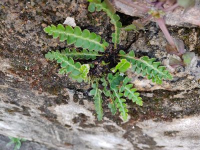 Asplenium ceterach, photographed by Davide Puddu