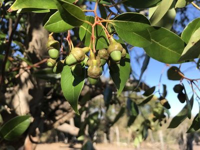 Ocotea notata, photographed by vitordematos12