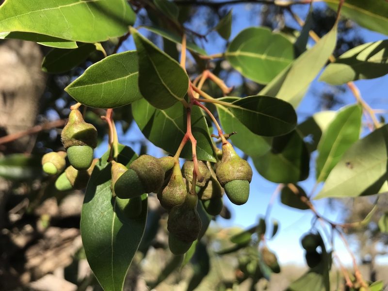 Ocotea notata, photographed by vitordematos12