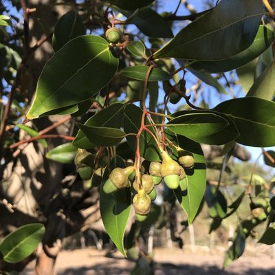 Ocotea notata, photographed by vitordematos12