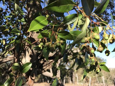 Ocotea notata, photographed by vitordematos12
