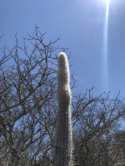 Arrojadoa leucostele, photographed by vitordematos12