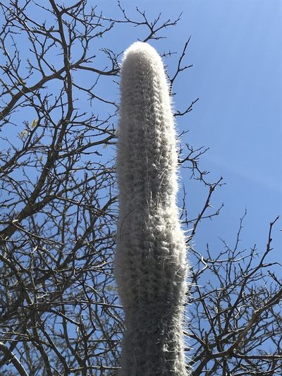 Arrojadoa leucostele, photographed by vitordematos12