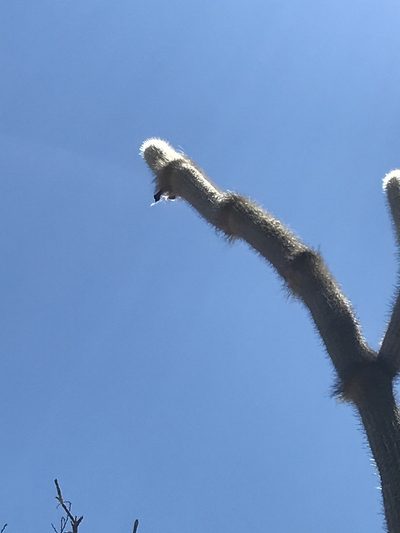 Arrojadoa leucostele, photographed by vitordematos12