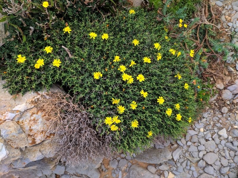 Launaea cervicornis, photographed by Denys Vynokurov