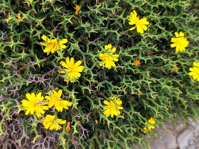 Launaea cervicornis, photographed by Denys Vynokurov