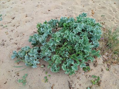 Eryngium maritimum, photographed by Denys Vynokurov