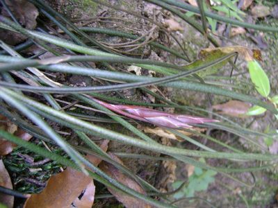 Tillandsia butzii, photographed by Tereso Hernández Morales