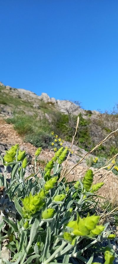 Sideritis catillaris, photographed by Николай Крылов