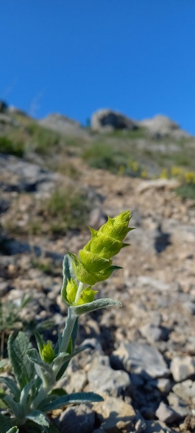 Sideritis catillaris, photographed by Николай Крылов