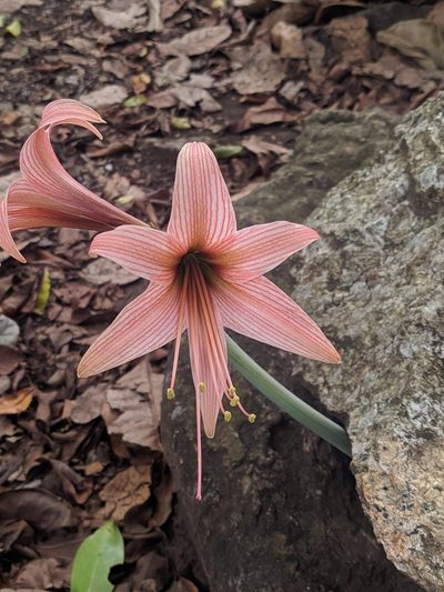 Hippeastrum stylosum, photographed by Valéria Barbosa