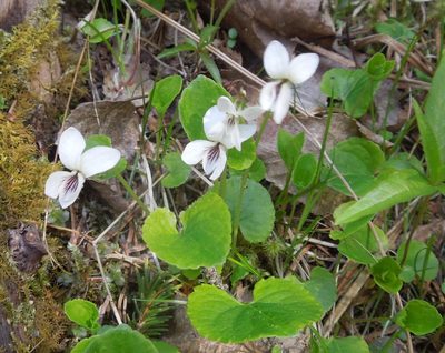 Viola macloskeyi, photographed by Michael