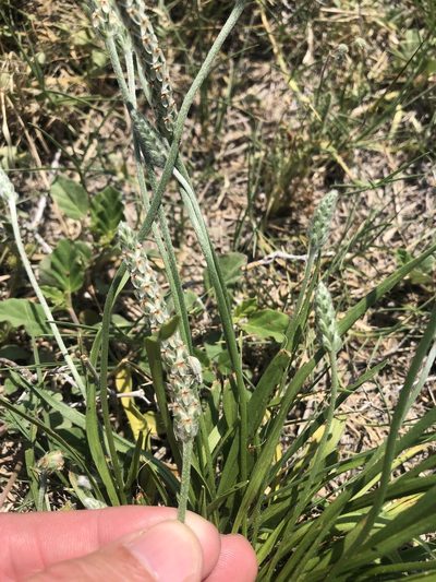 Plantago wrightiana, photographed by Sam Kieschnick