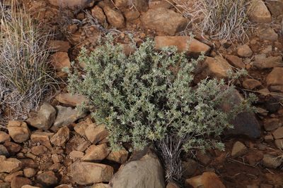 Oedera humilis, photographed by Tony Rebelo