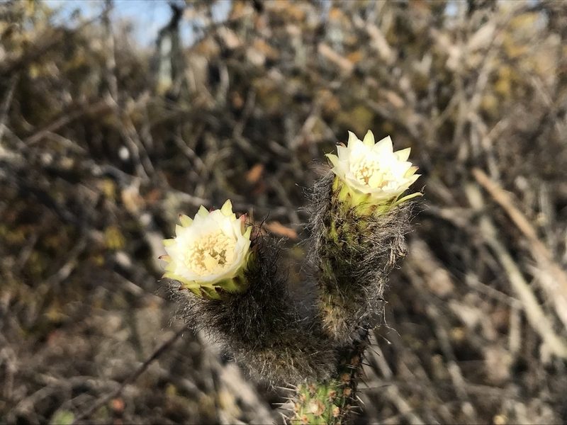 Facheiroa bahiensis, photographed by vitordematos12
