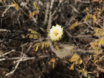 Facheiroa bahiensis, photographed by vitordematos12