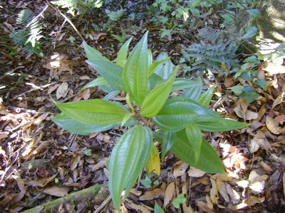 Miconia mexicana, photographed by Tereso Hernández Morales