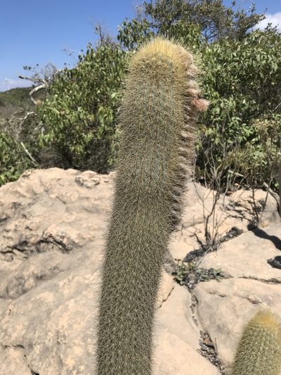Micranthocereus purpureus, photographed by vitordematos12