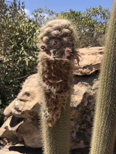 Micranthocereus purpureus, photographed by vitordematos12