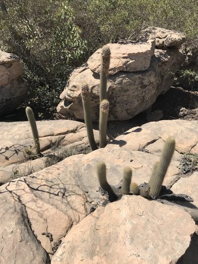 Micranthocereus purpureus, photographed by vitordematos12