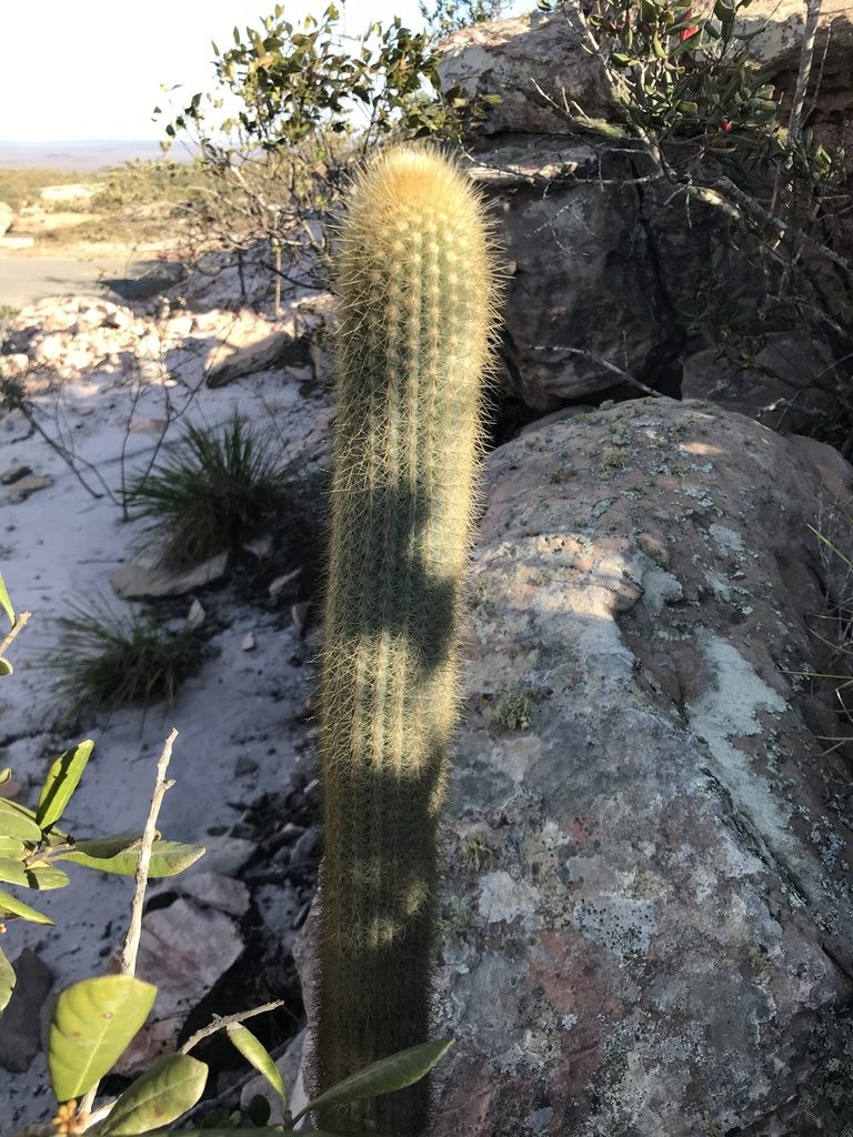 Micranthocereus purpureus, photographed by vitordematos12