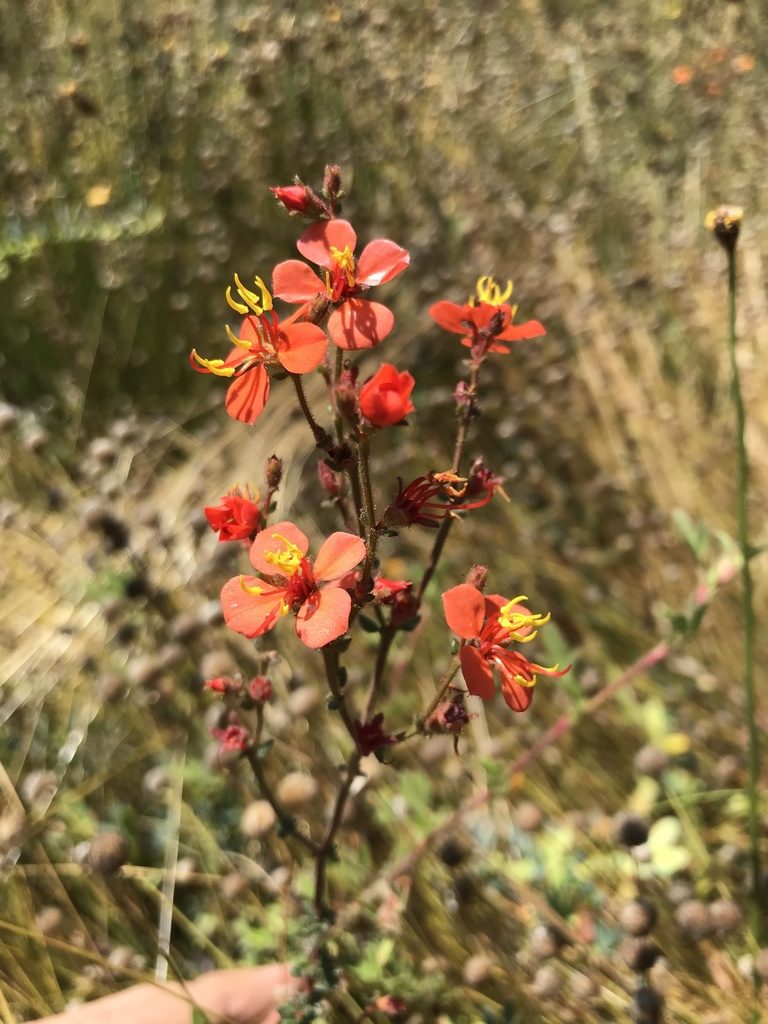 Marcetia canescens, photographed by vitordematos12