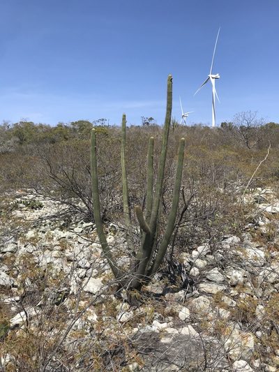 Facheiroa squamosa, photographed by vitordematos12