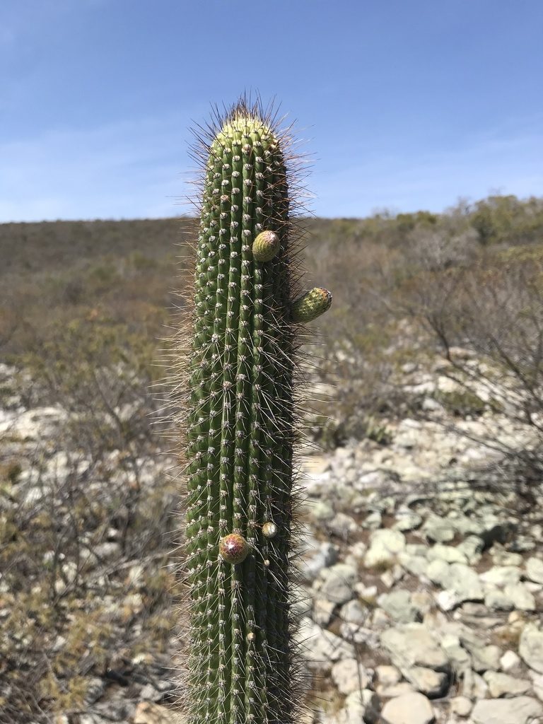 Facheiroa squamosa, photographed by vitordematos12