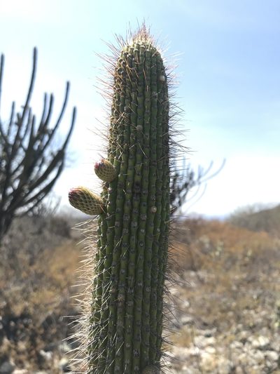 Facheiroa squamosa, photographed by vitordematos12