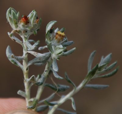 Helichrysum pumilio, photographed by Tony Rebelo