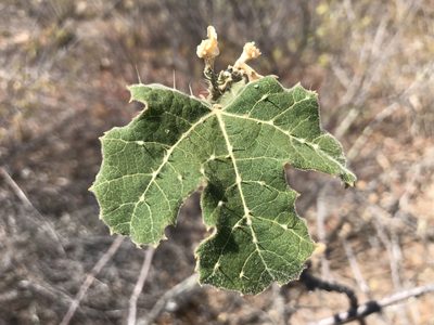 Cnidoscolus vitifolius, photographed by vitordematos12
