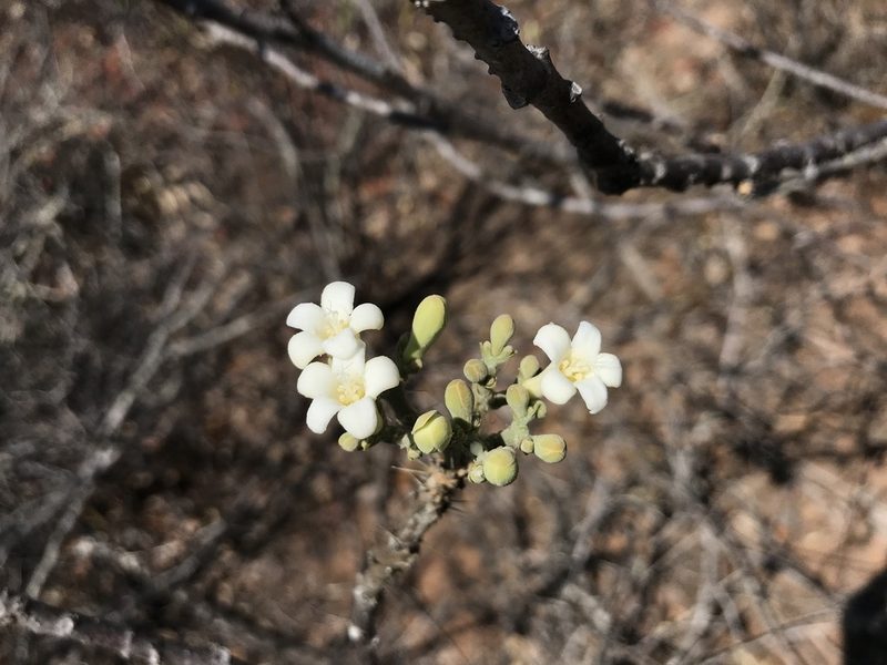 Cnidoscolus vitifolius, photographed by vitordematos12