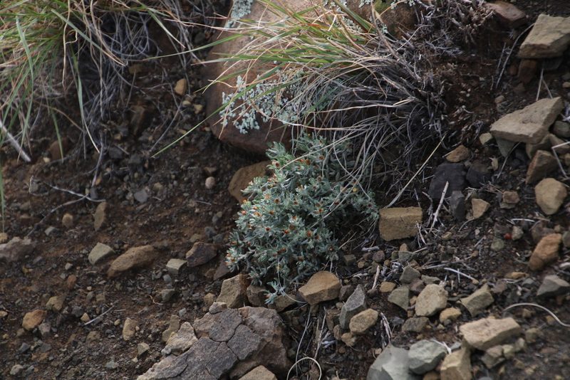 Helichrysum pumilio, photographed by Tony Rebelo