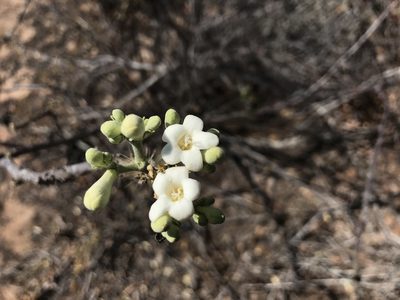 Cnidoscolus vitifolius, photographed by vitordematos12