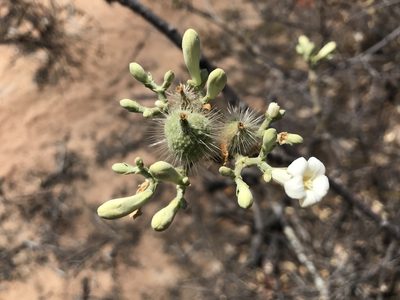 Cnidoscolus vitifolius, photographed by vitordematos12