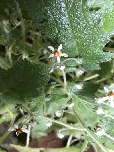 Aosa rupestris, photographed by vitordematos12