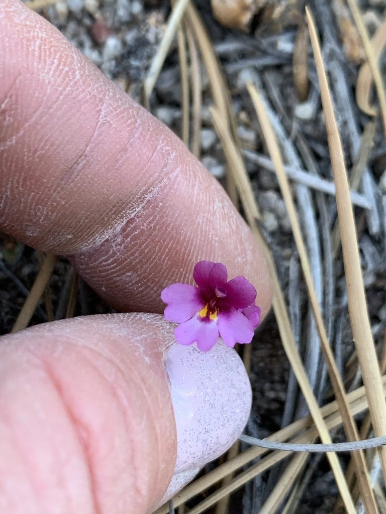 Erythranthe purpurea, photographed by Kenzie Anderson-Bell