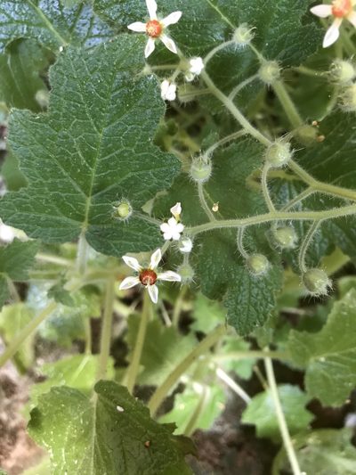 Aosa rupestris, photographed by vitordematos12