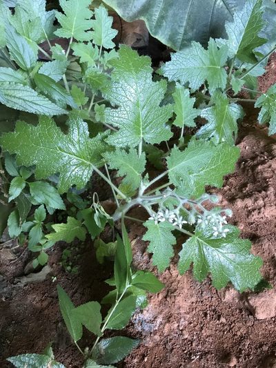 Aosa rupestris, photographed by vitordematos12
