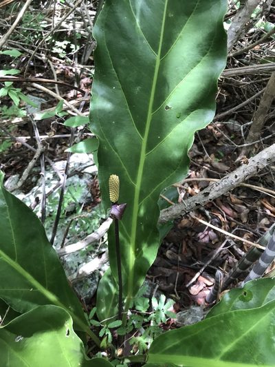 Anthurium affine, photographed by vitordematos12