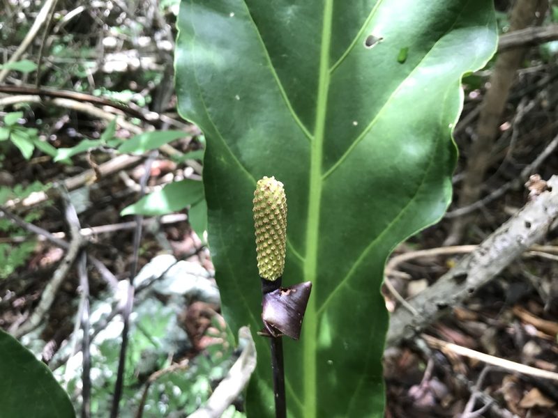 Anthurium affine, photographed by vitordematos12