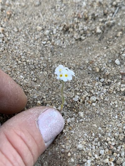 Eremocarya lepida, photographed by Kenzie Anderson-Bell