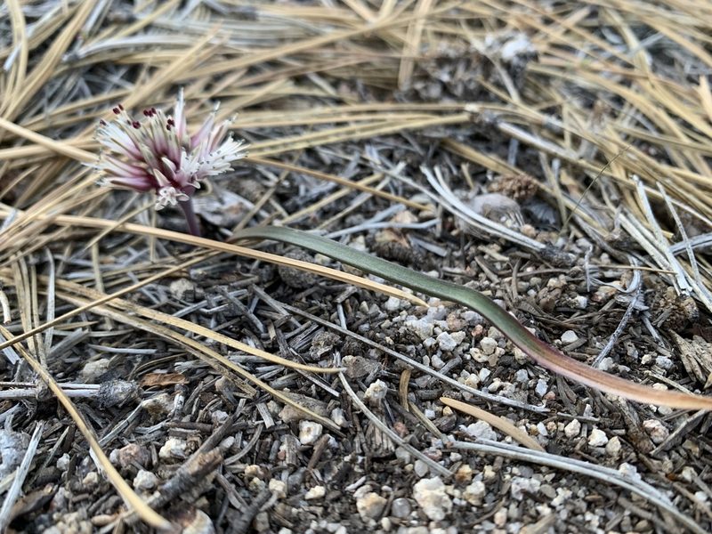 Allium burlewii, photographed by Kenzie Anderson-Bell