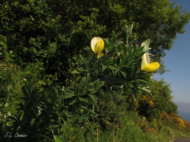 Cytisus commutatus, photographed by José Luis Camaño
