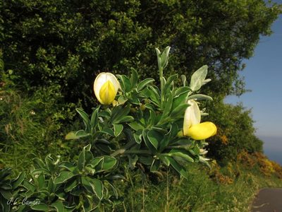 Cytisus commutatus, photographed by José Luis Camaño