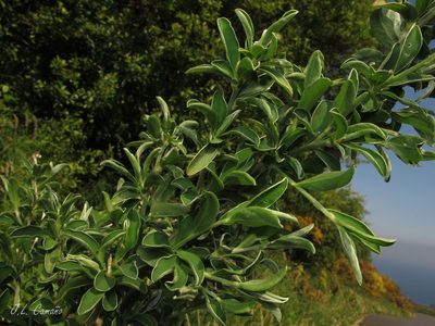 Cytisus commutatus, photographed by José Luis Camaño