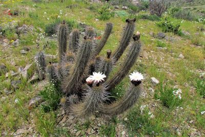 Leucostele deserticola, photographed by Bernardino Camousseigt