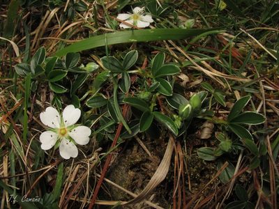 Potentilla montana, photographed by José Luis Camaño